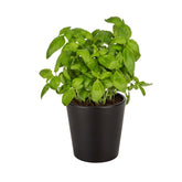 HERB POT KURO BLACK BOK